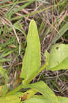 Manyflower beardtongue